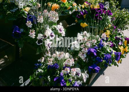 In einem Garten, den Besucher und Einheimische während der Frühlingssaison gemeinsam nutzen, werden bunte Blumen in Kisten gepflanzt. Stockfoto