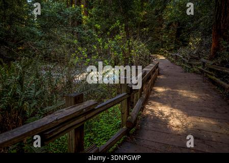 Der Holzsteg schlängelt sich durch den Mammutbaumwald in Muir Woods bei San Francisco Stockfoto