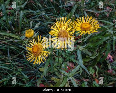 Arnica montana auf einer Wiese. Arnica montana blühende Arnica montana, auch bekannt als Bergtabak oder Bergarnika, die an Hanglagen wachsen Stockfoto