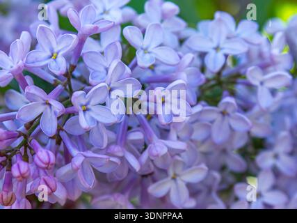 Nahaufnahme blühender Fliederblüten mit weichen Lavendelblättern und verschwommenem Hintergrund. Florale Textur, Naturhintergrund. Stockfoto