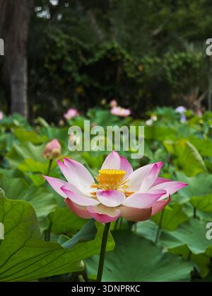 Rosa heilige Lotusblume (Nelumbo nucifera) in Blüte im Sir Seewoosagur Ramgoolam Botanical Garden (Pamplemousses Garden), Mauritius, Januar 2026. Stockfoto