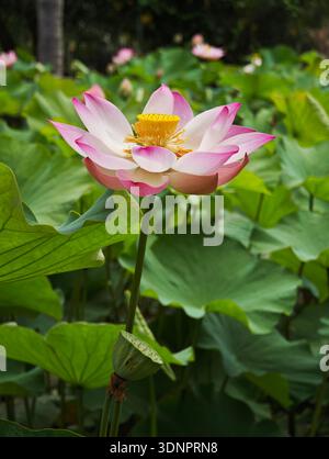 Rosa heilige Lotusblume (Nelumbo nucifera) in Blüte im Sir Seewoosagur Ramgoolam Botanical Garden (Pamplemousses Garden), Mauritius, Januar 2026. Stockfoto
