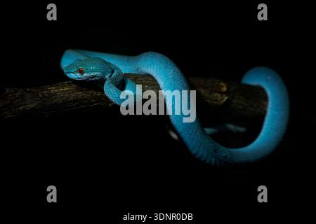 Blaue Farbvariante von Trimeresurus insularis, indonesischer oder kleiner Sunda Inseln Grubenviper, Sunda Weißlippen- oder Rotschwanz-Grubenviper, ebenfalls beliebt Stockfoto