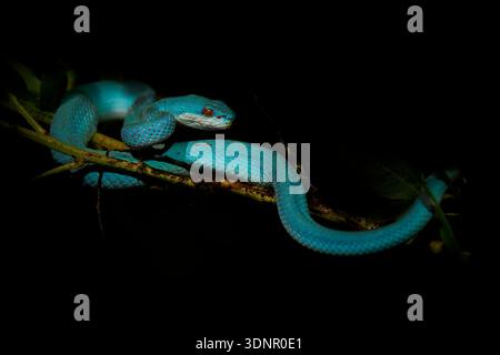 Blaue Farbvariante von Trimeresurus insularis, indonesischer oder kleiner Sunda Inseln Grubenviper, Sunda Weißlippen- oder Rotschwanz-Grubenviper, ebenfalls beliebt Stockfoto