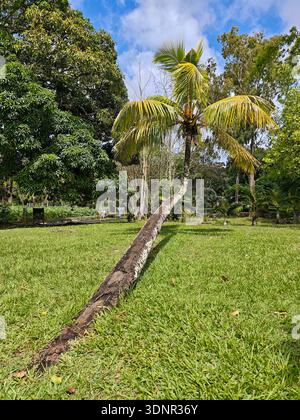 Lehnende Kokospalme im Sir Seewoosagur Ramgoolam Botanical Garden, Mauritius, Januar 2026. Stockfoto