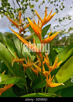 Nahaufnahme einer leuchtend orangefarbenen Helikonia-Blume (Heliconia psittacorum) in einem tropischen Garten, umgeben von üppig grünem Laub und natürlichem Licht. Stockfoto