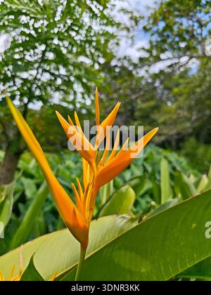 Nahaufnahme einer leuchtend orangefarbenen Helikonia-Blume (Heliconia psittacorum) in einem tropischen Garten, umgeben von üppig grünem Laub und natürlichem Licht. Stockfoto
