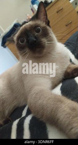 Nahaufnahme Porträt einer Siamkatze mit blauäugigen Augen, die sich drinnen entspannt. Stockfoto