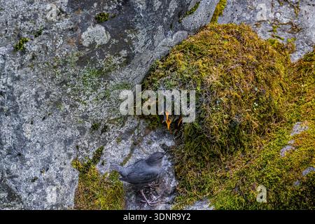 American Dipper, Cinclus mexicanus, Erwachsene, die Küken füttern, im Nest oberhalb des Dosewallips River, Washington State, USA Stockfoto