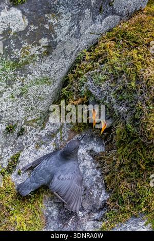 American Dipper, Cinclus mexicanus, Erwachsene, die Küken füttern, im Nest oberhalb des Dosewallips River, Washington State, USA Stockfoto