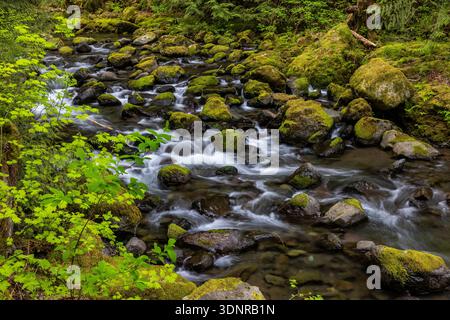 Rocky Brook im Dosewallips Valley in der Nähe des Hood Canal im US-Bundesstaat Washington Stockfoto
