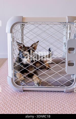 Ein Border Terrier, der in einer Kiste liegt Stockfoto