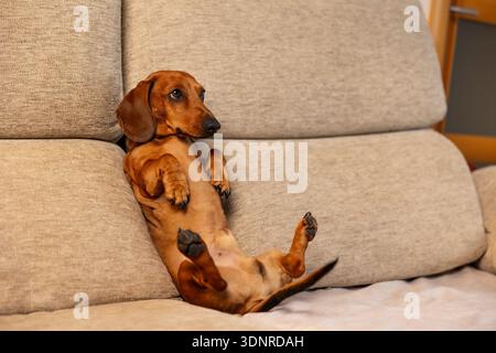 Dackelhund entspannt kopfüber auf einem Sofa Stockfoto