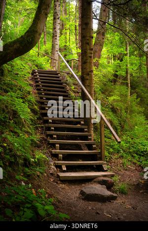 Eine Holztreppe führt durch einen üppigen grünen Wald, umgeben von hohen Bäumen und dichter Vegetation. Die Stufen und der Handlauf sorgen für eine starke Steigung Stockfoto