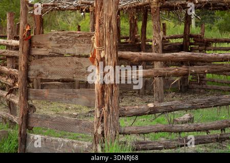 Alter rustikaler Holzzaun im Wald mit moosigen Baumstämmen und natürlichem Sonnenlicht Stockfoto
