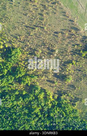 Vertikale Luftaufnahme eines grasbewachsenen Feldes, das in einen Wald mit langen Baumschatten übergeht und das warme Licht eines Sommerabends und die natürliche Ruhe für vertikale Tapeten einfängt Stockfoto