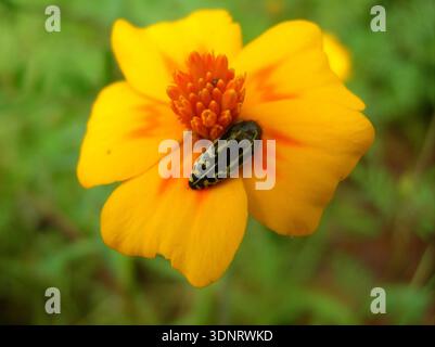 Gemusterter Juwelenkäfer (Familie Buprestidae) auf gelber Kosmosblume, Makronaturfotografie Stockfoto