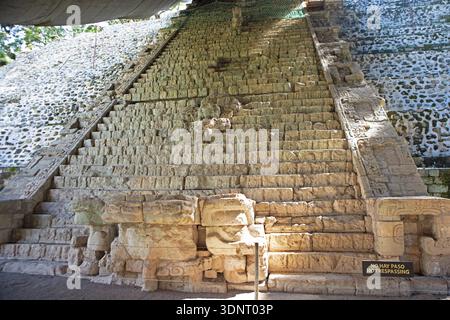 Hieroglyphenförmige Treppe an der archäologischen Stätte Copan, Maya-Ruine im Regenwald oder Dschungel, Copan Department, Honduras Stockfoto