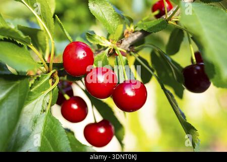 Sauerkirschen (Prunus cerasus) Reifen auf dem Kirschbaum und leuchten rot Stockfoto