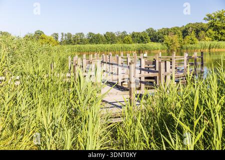 Holzweg und Aussichtsplattform durch den Schilfgürtel bei Langteich, Guttau Teiche, Oberlausitzer Heide- und Teichlandschaft, Guttau, Sachsen, Deutschland Stockfoto