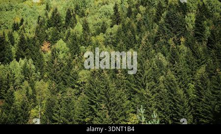 Dicht grüner Wald mit üppigem Laub und Nadelbäumen, Georgia Stockfoto