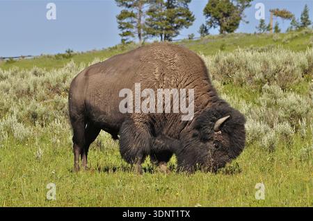 Ein mächtiger amerikanischer Bison (Bos Bison) steht auf einer grünen Weide, Bäume im Hintergrund. Yellowstone-Nationalpark, Wyoming, USA Stockfoto