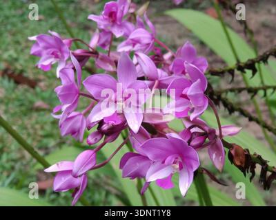 Lila Orchideen in voller Blüte, Nahaufnahme mit rosa und weißen Mittelpunkten, natürliche Umgebung im Freien mit grünen Blättern Hintergrund. Stockfoto