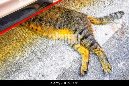 Niedliches Grau Grau Schwarz Orange Rot weiß verspieltes niedliches Katzenmäppchen schläft liegend und entspannt auf dem Boden unter einem Auto wegen der Hitze Stockfoto