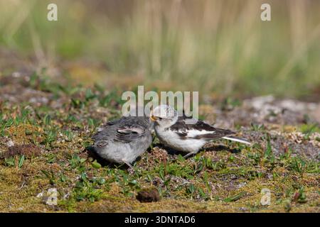 Schneepulting, Plectrophenax nivalis, männliche Fütterung Junge, Sommer, Svalbard, Norwegen Stockfoto