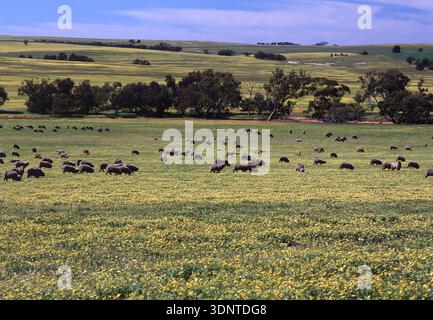 SCHAFWEIDEN, NORTHAM, WESTAUSTRALIEN. NORTHAM IST EINE STADT IN DER REGION WHEATBELT IN WESTAUSTRALIEN. Stockfoto