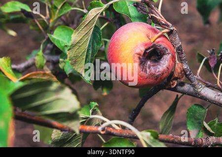Eine Nahaufnahme eines erkrankten Apfels auf einem Baumzweig, die die Auswirkungen der Fäulnis und den natürlichen Zersetzungsprozess hervorhebt Stockfoto