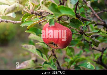 Diese Nahaufnahme zeigt einen einzelnen Apfel, bereit für die Ernte, umgeben von leuchtend grünen Blättern und Zweigen Stockfoto