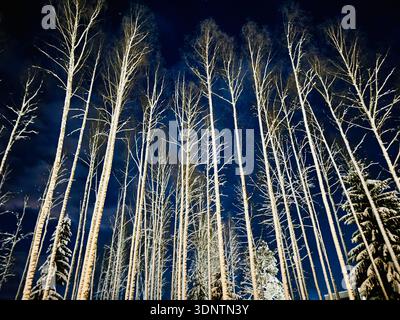 Weiße Baumspitzen vor dem dunkelblauen Himmel am Wintertag Stockfoto