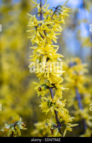 Nahaufnahme von hellgelben Forsythienblüten auf einem Zweig mit weichem Bokeh-Hintergrund, Frühlingsblumen-Naturszene. Stockfoto