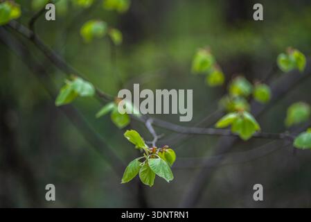 Frische grüne Blätter, die auf dünnen Ästen mit weichem Wald-Bokeh-Hintergrund sprießen, geringe Tiefe des Feldes, Frühlings-Naturkonzept. Stockfoto