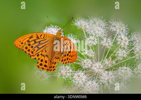 Leuchtender orangefarbener Schmetterling auf weißen Löwenzahnblüten Stockfoto