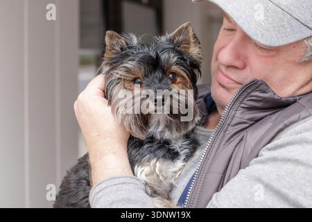 Süßer junger weiblicher yorkshire Terrier in den Armen glücklicher Besitzer, der in die Kamera schaut Stockfoto