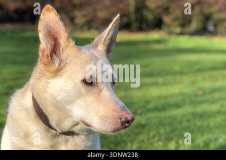 Hund mit rosafarbener Nase, der nach oben blickt (gemischt deutsche Hirten und Husky). Stockfoto
