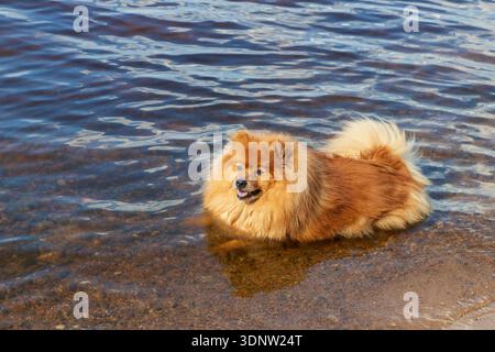 Reifer männlicher pommerscher Hund, der im Wasser des Sees liegt, am sonnigen Sommertag. Glücklicher Spitz am Strand. Stockfoto