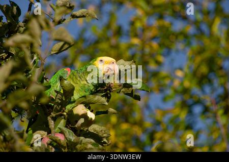 Gelbköpfiger Amazonaspapagei isst Apfel auf Baum zwischen Laub Stockfoto