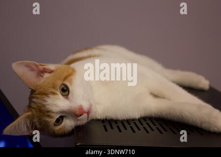Orange und süßes weißes Ingwerkätzchen, das auf dem Computerturm sitzt und in die Kamera blickt neugierige, süße Katze starrt und entspannte Ingwerkatzen in warmen Tönen. Stockfoto