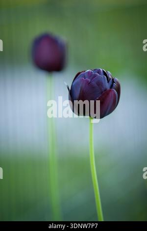 Tulipa gesneriana (Gartentulpe) – dunkle violette Tulpe im scharfen Fokus mit unscharfem Hintergrund Stockfoto