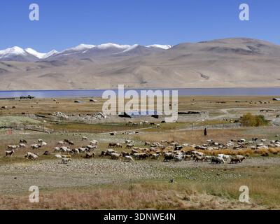 Hochplateau von Changthang, mit TSO Moriri See und Pashmina Kaschmirziegen und Pferden, die auf den Weiden weiden Stockfoto