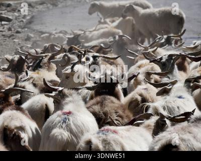Ländliche Szene von Ladakh : viele Kaschmirziegen auf der Straße, in staubiger Umgebung. Stockfoto