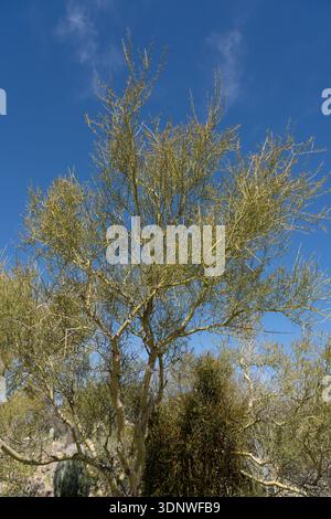Ein Yellow Paloverde, Foothill Palo Verde oder Littleleaf Palo Verde, Parkinsonia microphylla, im Arizona Sonoran Desert Museum in der Nähe von Tucson. Stockfoto