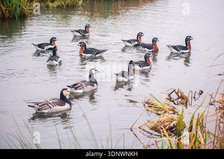 Rotbrüstgänse (Branta ruficollis) mit Barnacle Gänse (Branta leucopsis), London Wetland Centre Stockfoto