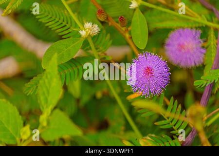 Makroansicht einer violetten empfindlichen Pflanzenblume (Mimosa pudica), die in einem üppig grünen Feld blüht. Stockfoto