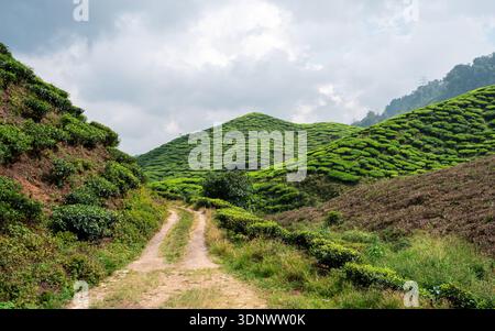 Ein landschaftlich reizvoller, unbefestigter Pfad schlängelt sich durch lebendige Grünteplantagen in den Cameron Highlands in der Nähe von Tanah Rata. Sanfte Hügel, bedeckt mit ordentlich konturierten t Stockfoto