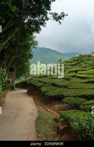 Ein ruhiger Pfad schlängelt sich zwischen getrimmten Teebüschen und schattigen Bäumen in den Cameron Highlands in der Nähe von Tanah Rata, Malaysia. Stockfoto