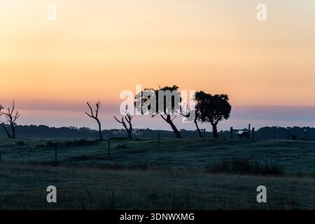 Eine friedliche australische Sonnenaufgangsszene mit Silhouetten von Bäumen und Kängurus in sanften Pastellfarben am Morgen. Stockfoto